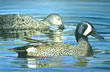 Blue Wing Teal - Art Print